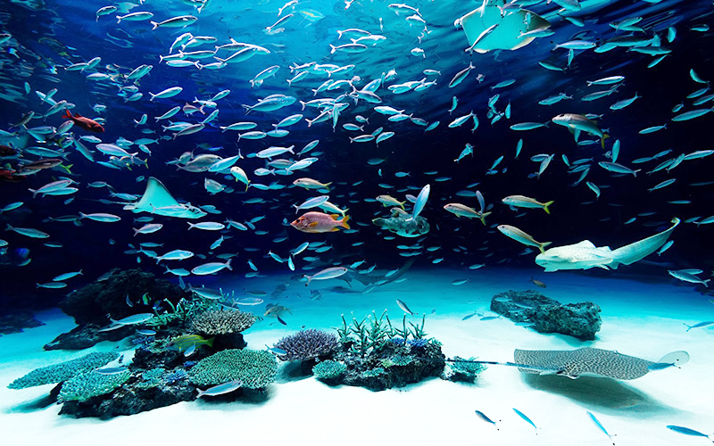 水族館ガール