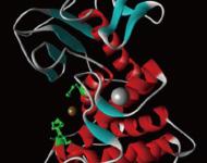 酵素の分子設計