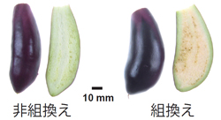 ナス果実の断面の比較写真