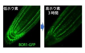持続的な作物生産に向けて 植物が必要とする栄養素を輸送の過程 持続的な作物生産に向けて 植物が必要とする栄養素を輸送の過程