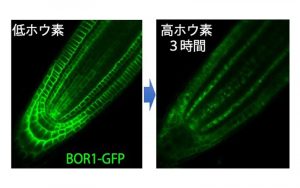 ホウ素（ホウ酸）に応答したBOR1トランスポーターの分解