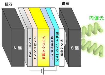 新しい円偏光有機発光ダイオードの図