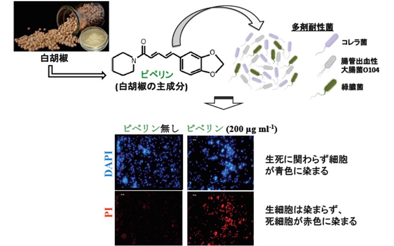 白胡椒に含まれるピペリンが多剤耐性菌に抗菌活性を示すことを確認