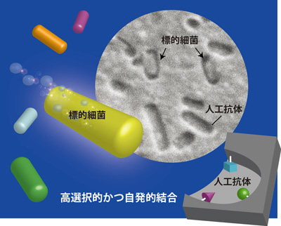 人工抗体による標的細菌の認識の概念