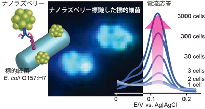 標的細胞の標識化と標識の電流応答による定量の図