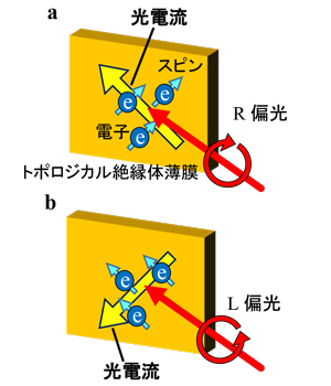 図：トポロジカル絶縁体薄膜に右回り円偏光(R偏光)(a)、および左回り円偏光(L偏光)(b)の光を照射したときの表面を流れるスピン電流の模式図。青丸のeは電子、水色矢印はスピン、黄色矢印は電子による光電流の向きを表します。R偏光とL偏光で、光電流の向きとスピンの向き(スピン電流)が変わることを示している説明図