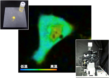 動物培養細胞の温度イメージングの図