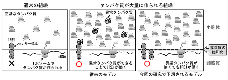 通常の組織とたんぱく質が大量に作られる組織の図