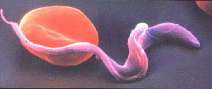 図1.Trypanosoma bruceiと赤血球の写真