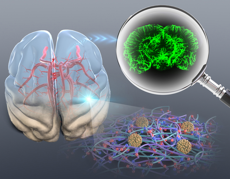 Application of Zwitterionic Polymer Hydrogels to Optical Tissue Clearing for 3D Fluorescence Imaging