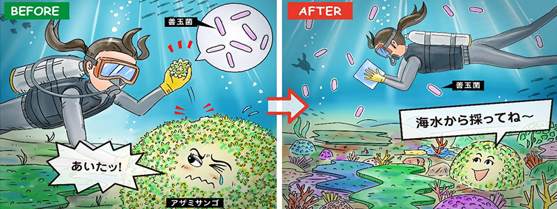 絶滅に瀕したサンゴを救うサンゴを壊さず海水から簡単に「病原菌からサンゴを守る」細菌の取得が可能に！