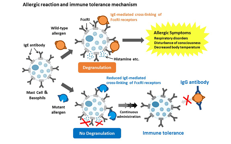 Allergic reaction and immune tolerance mechanism