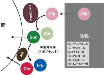 図