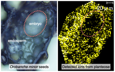 Figure 1. Mass Imaging.