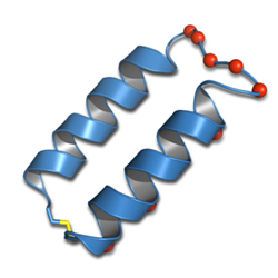 ヘリックス―ループ―ヘリックス構造を持つ「がん分子標的ペプチド」
