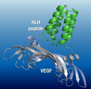 分子標的HLHペプチドと血管内皮細胞増殖因子(VEGF)との複合体X線構造の図